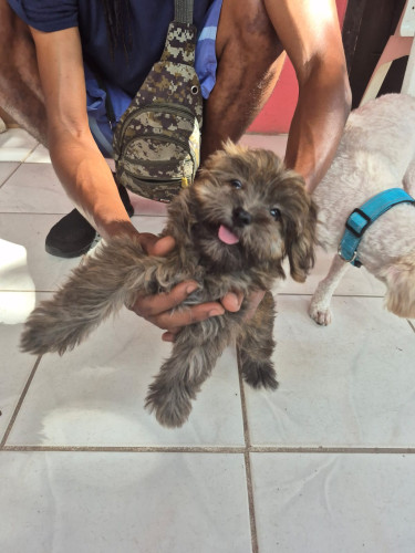 Female Shih Tzu Mix Puppy For Sale Dogs Halfwaytree
