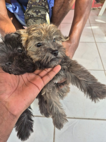 Female Shih Tzu Mix Puppy For Sale