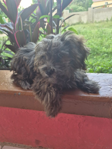 Female Shih Tzu Mix Puppy For Sale
