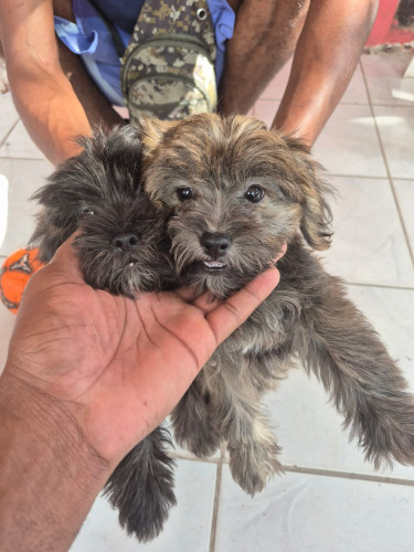 Female Shih Tzu Mix Puppy For Sale