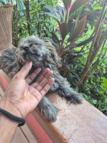Female Shih Tzu Mix Puppy For Sale
