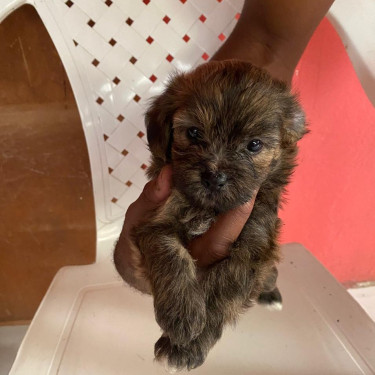 Female Shih Tzu Mix Puppy For Sale
