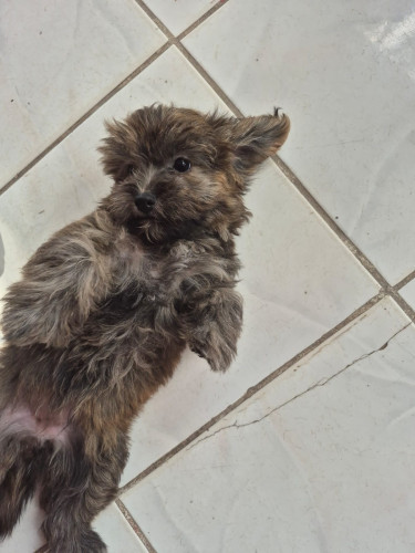Female Shih Tzu Mix Puppy For Sale