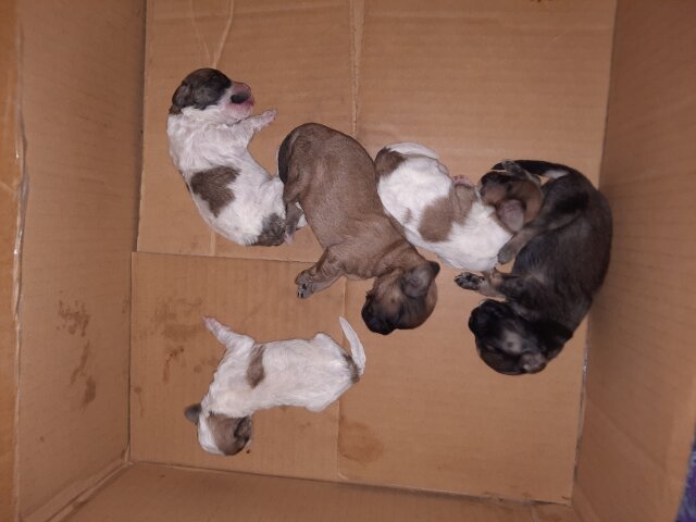 Cockerpoo  Shit Tzu Mix Dogs Portmore