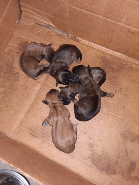 Cockerpoo Shihpoo Mix Dogs Portmore