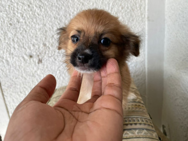 Pomeranian Puppies  Dogs Portmore 