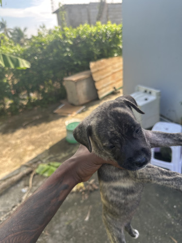 Pitbul X Akita 