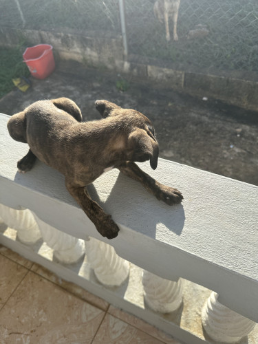 Pitbul X Akita 
