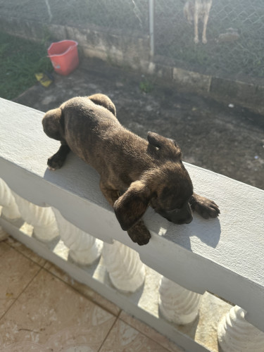 Pitbul X Akita 