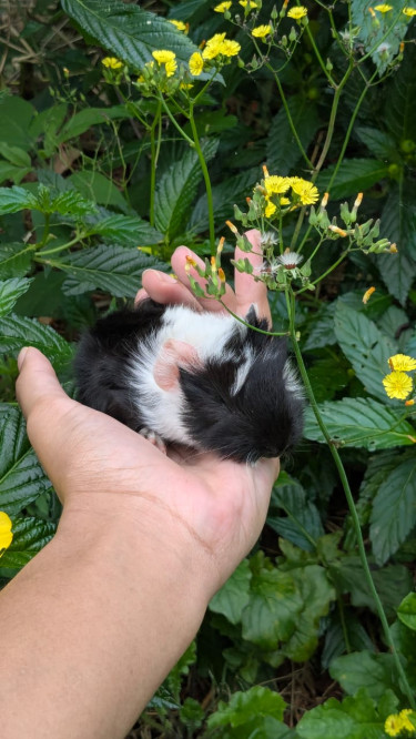 Peruvian Guinea Pigs 