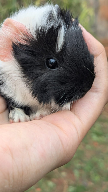 Peruvian Guinea Pigs  Other Pets Mandeville 