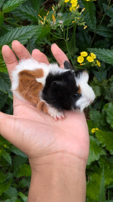 Peruvian Guinea Pigs 