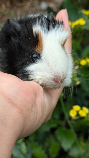 Peruvian Guinea Pigs 