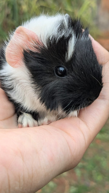 Peruvian Guinea Pigs 