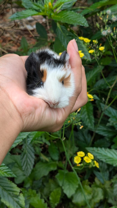 Peruvian Guinea Pigs 
