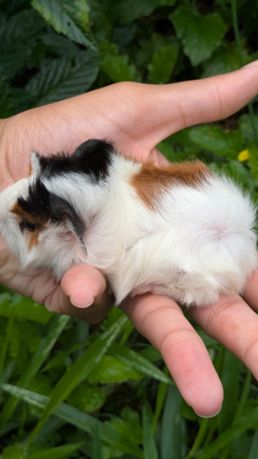 Peruvian Guinea Pigs 