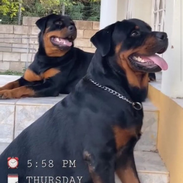 Registered Male Unregistered Female For Sale Dogs Montego Bay