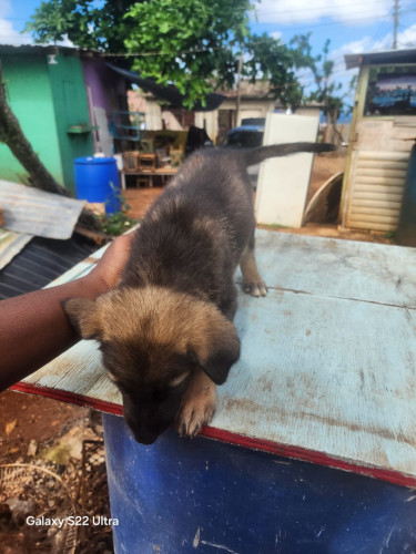 Germanshepherd Pups Mix Poodle 