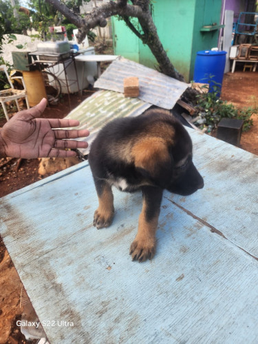 Germanshepherd Pups Mix Poodle 