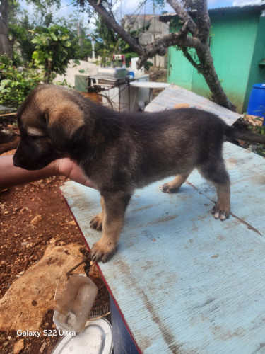 Germanshepherd Pups Mix Poodle 