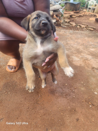 Germanshepherd Pups Mix Poodle 