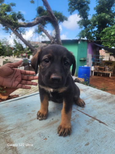 Germanshepherd Pups Mix Poodle 