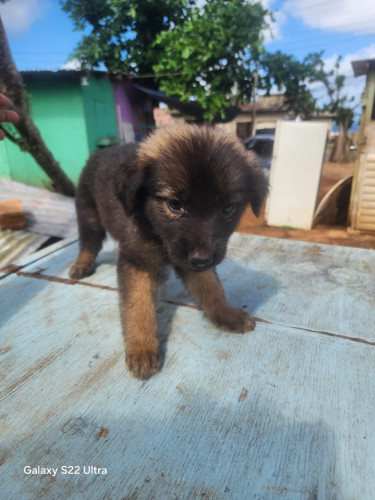 Germanshepherd Pups Mix Poodle 