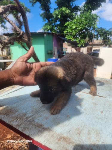 Germanshepherd Pups Mix Poodle  Dogs Lilliput 