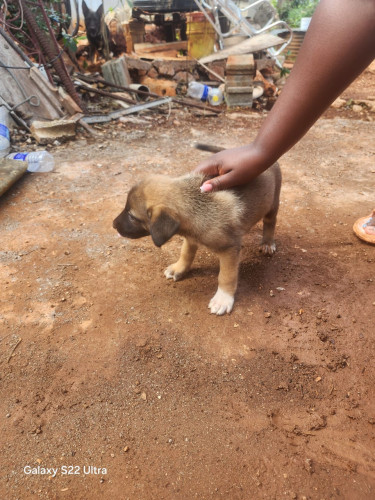 Germanshepherd Pups Mix Poodle 