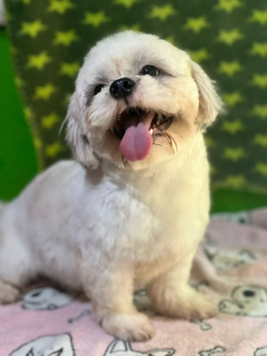 Shihtzu Stud Service  Dogs Barbican 