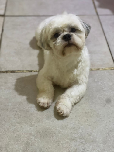 Shihtzu Stud Service 