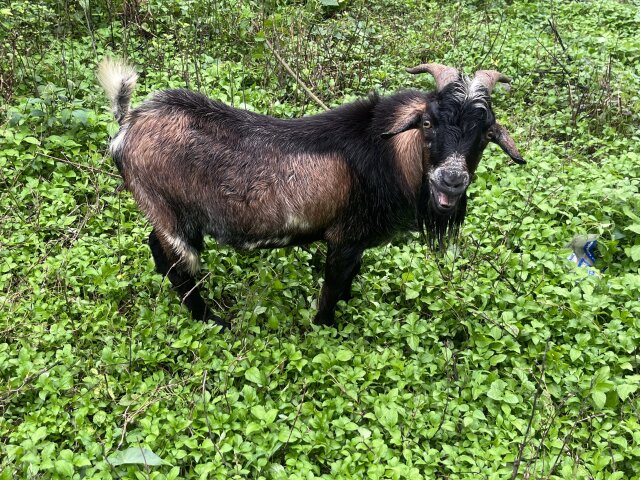 Goat Livestock Montego Bay
