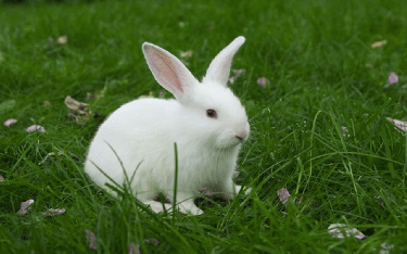 Rabbits For Sale!