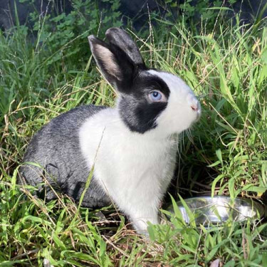 Rabbits For Sale! Other Pets Linstead