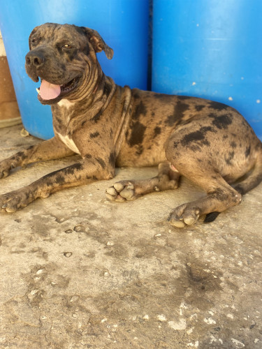 Xl Merle Pitbull Up For Studd 