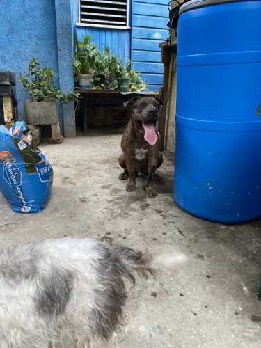 Xl Merle Pitbull Up For Studd 
