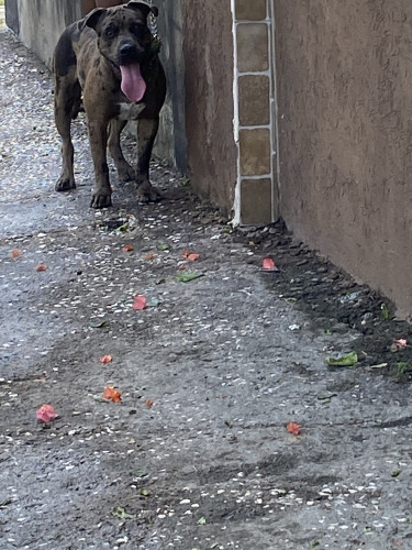 Xl Merle Pitbull Up For Studd  Dogs Half Way Tree 
