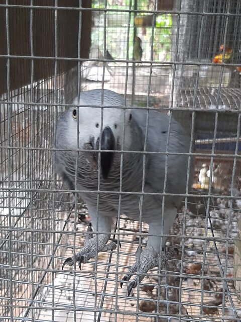 African Grey Parrot Birds Mandeville