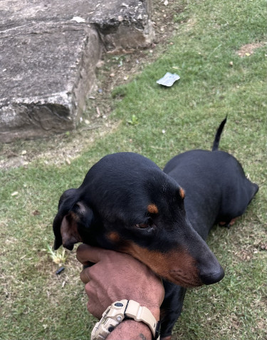 Dachshund  Dogs Montego Bay 