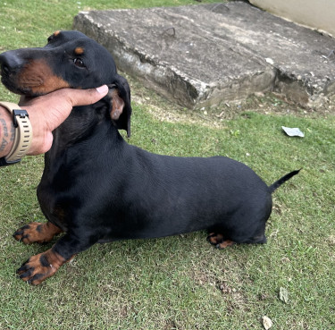 Dachshund 
