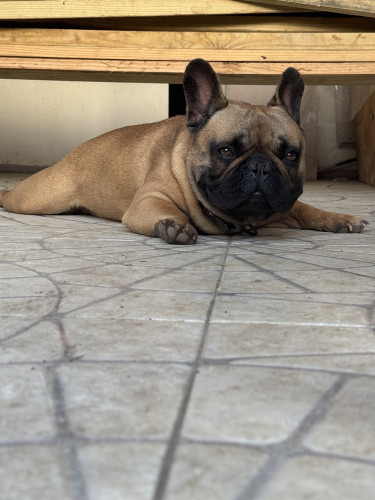 French Bulldog Stud Service Dogs Montego Bay. St James 