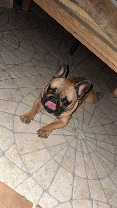 French Bulldog Stud Service