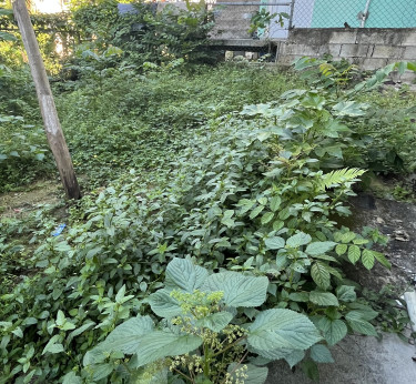 Weed Wacker 