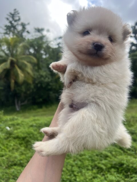 WHITE POMERANIAN FOR SALE IN JAMAICA
