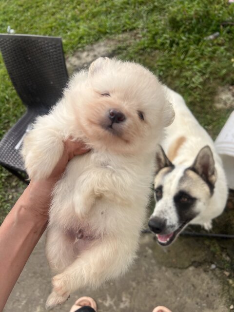 WHITE POMERANIAN FOR SALE IN JAMAICA