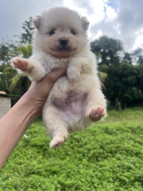 WHITE POMERANIAN FOR SALE IN JAMAICA
