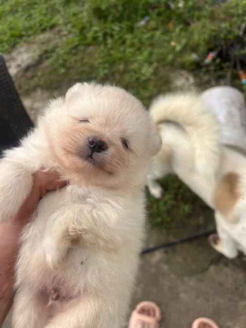 WHITE POMERANIAN FOR SALE IN JAMAICA