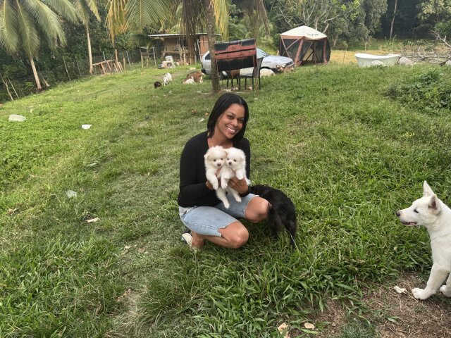 WHITE POMERANIAN FOR SALE IN JAMAICA