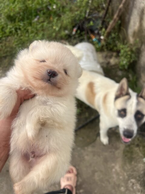 WHITE POMERANIAN FOR SALE IN JAMAICA Dogs Kingston