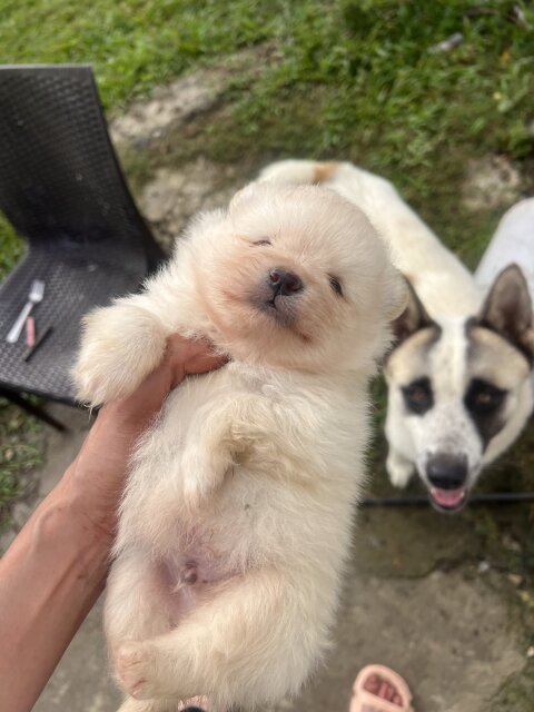 WHITE POMERANIAN FOR SALE IN JAMAICA